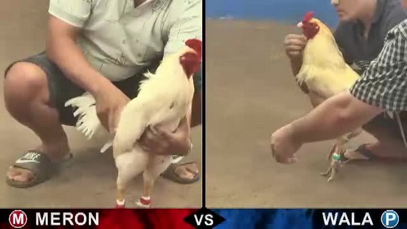 Ngoại hình khá quan trọng để đánh giá khả năng thi đấu của một con gà