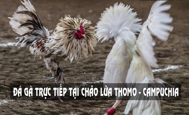 Đá gà trực tiếp Thomo Campuchia là gì?