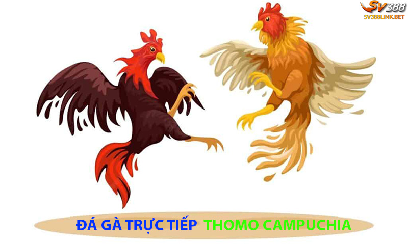 Đá gà trực tiếp Thomo Campuchia